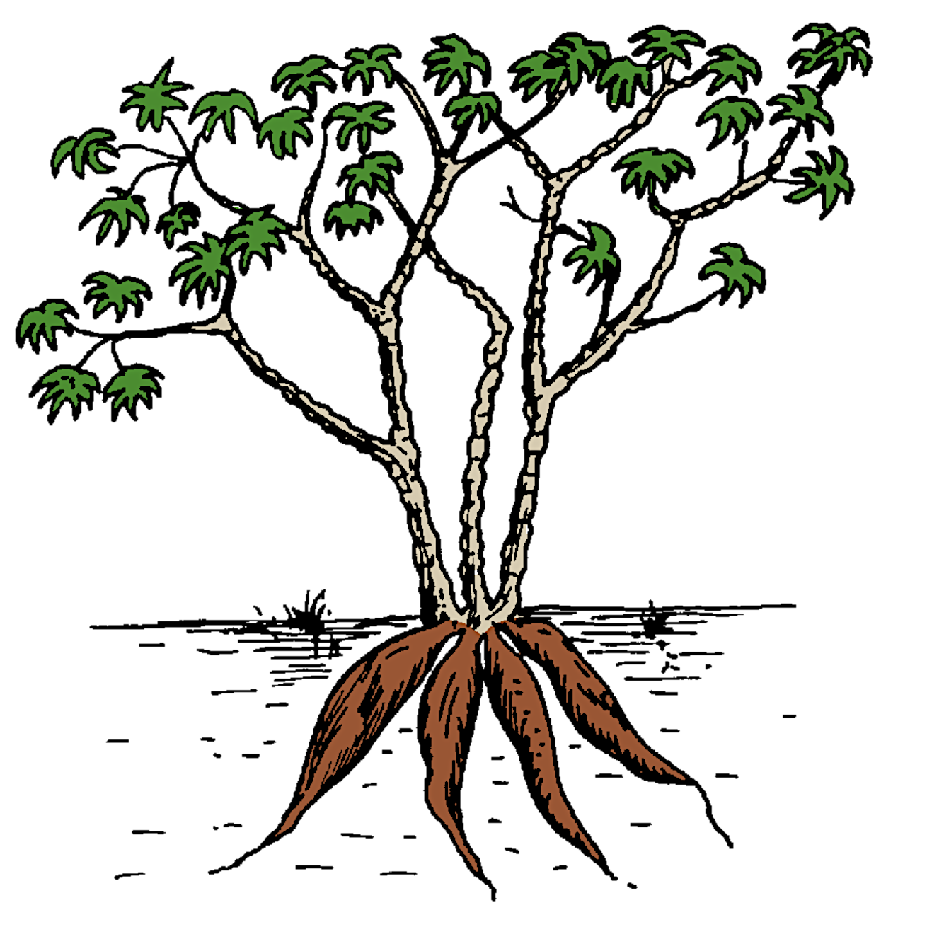 mapondo