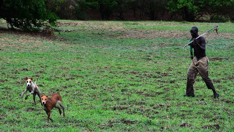 Opo man hunting with his dogs.